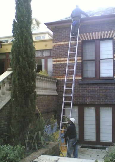 Pine tree gutter cleaning