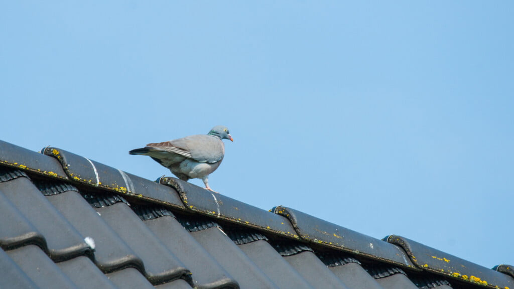 Pigeon on tiled roof