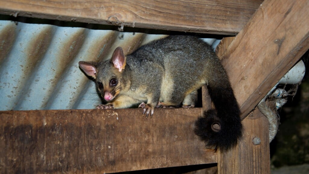 Gutter Guard for Pest Proofing of Possums & Rats - possum inside roof