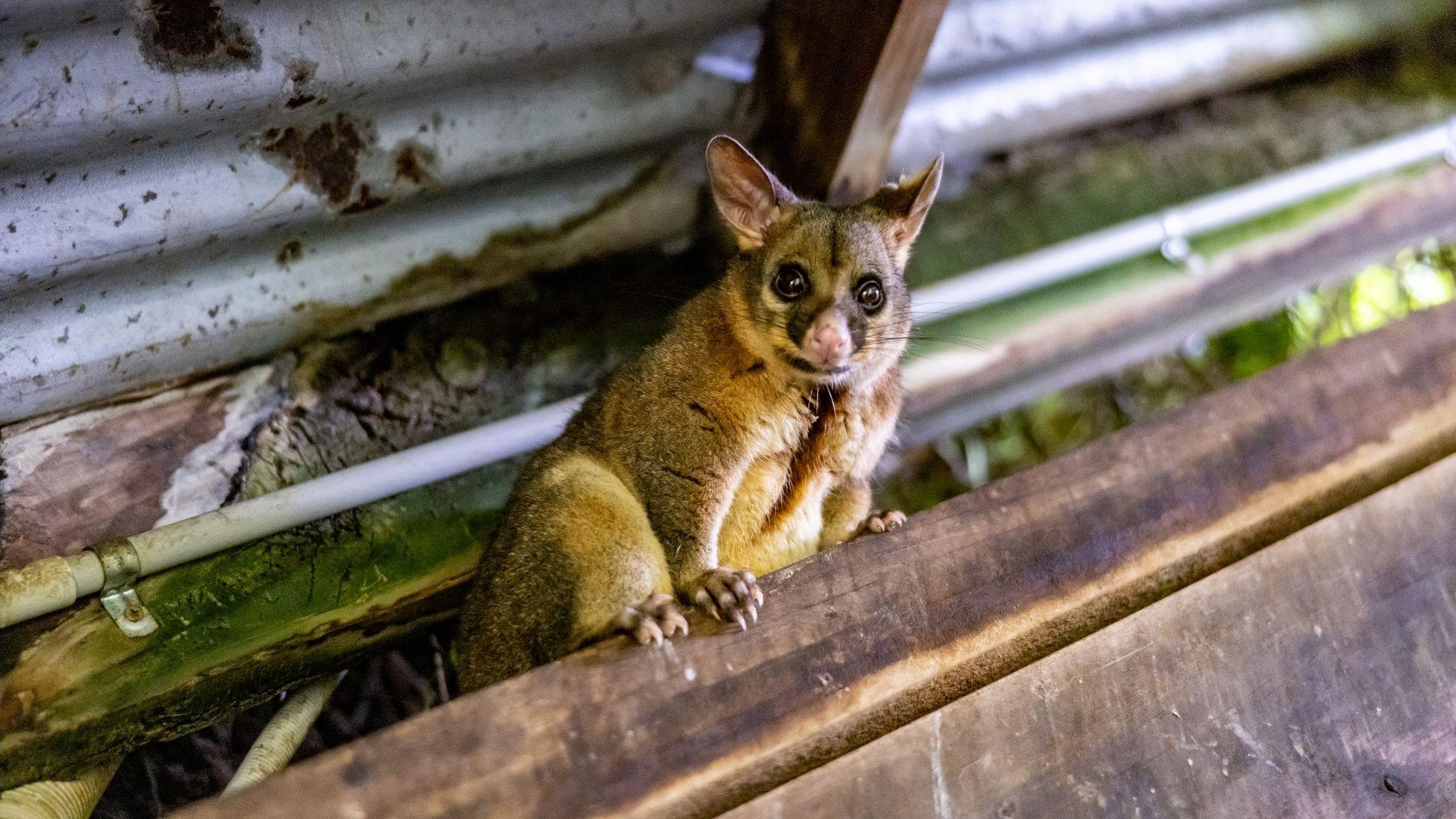 Gutter Guard for Pest Proofing of Possums & Rats - possum on roof